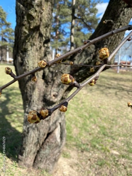 Fototapeta tree in spring