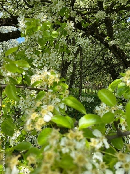 Obraz spring in the park