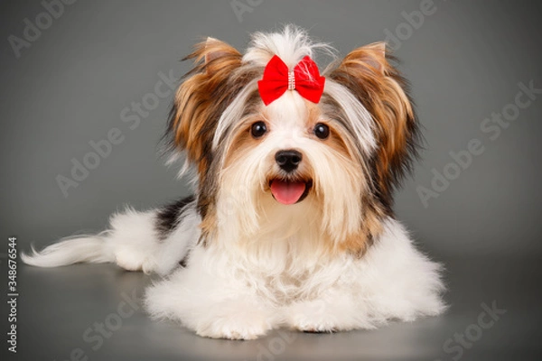 Obraz Biewer Yorkshire Terrier on colored backgrounds