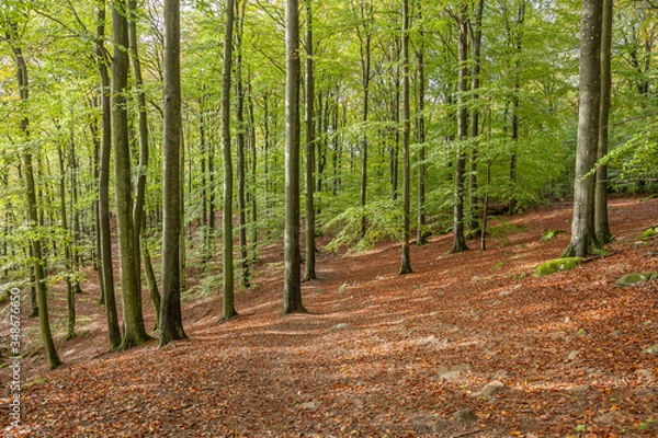 Obraz Scenic view of a beech forest in spring