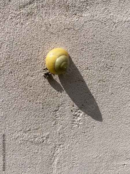 Obraz snail on the wall