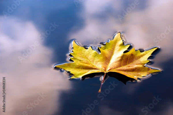 Obraz Einzelnes Blatt im Wasser 2