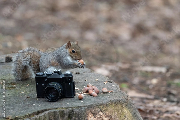 Fototapeta A gray squirrel eats a peanut near an old camera