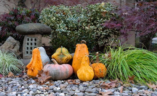 Fototapeta Different shaped and colored pumpkins on top of stones, surrounded by bushes