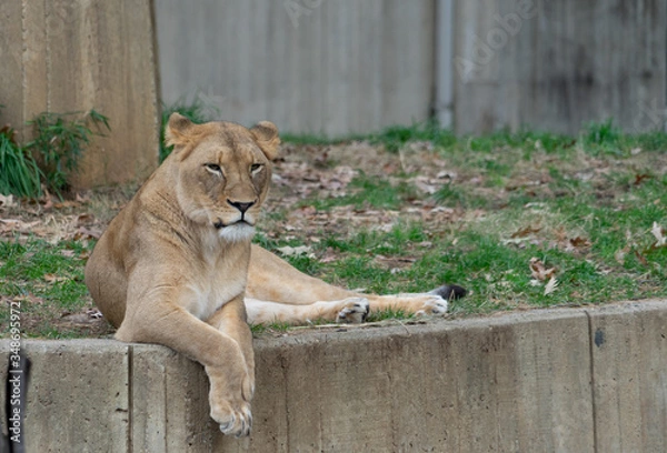 Fototapeta Lioness sitting at the edge of a concrete wall in a zoo