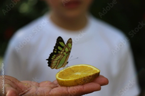 Fototapeta butterfly hovering on top of an orange being held by a man in a white shirt 