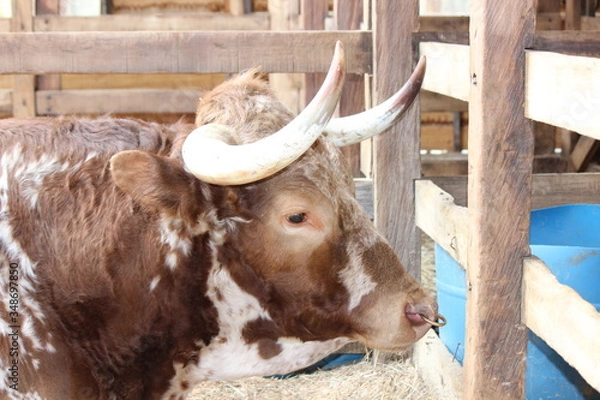 Fototapeta The face of a brown and white cow with horns in a farm surrounded by a fence