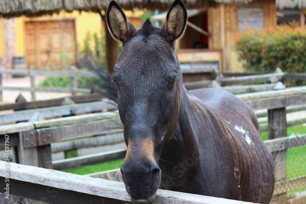 Fototapeta Brown donkey in a farm surrounded by a fence