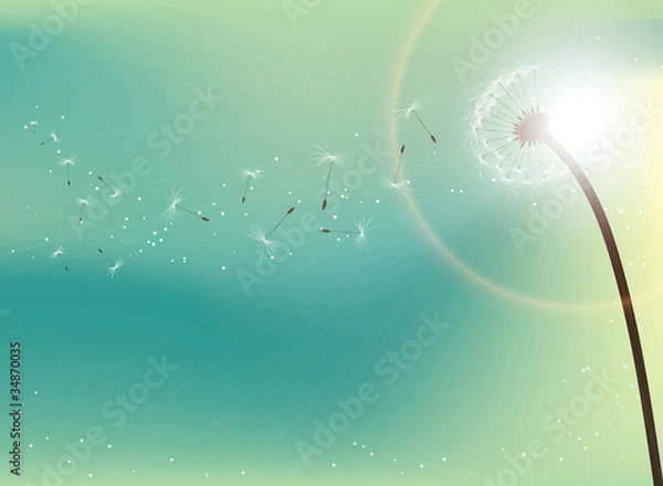 Obraz Dandelion in sunlight