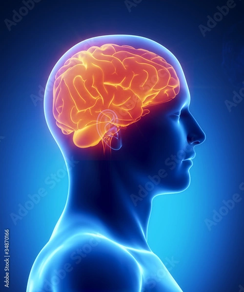Obraz Human brain glowing lateral view