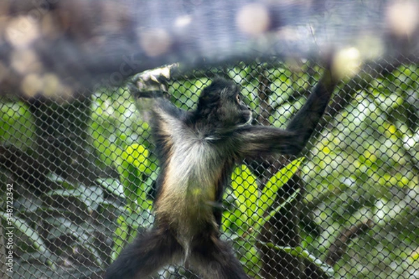 Fototapeta Spider monkey on zoo