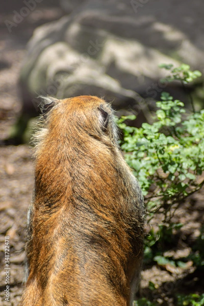 Fototapeta Monkey on zoo