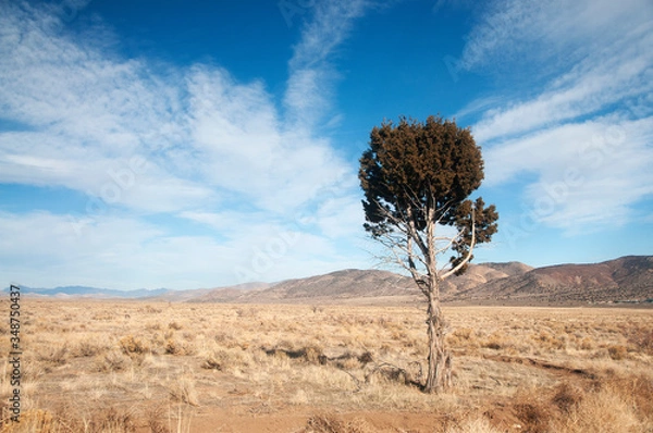 Fototapeta Desert Tree