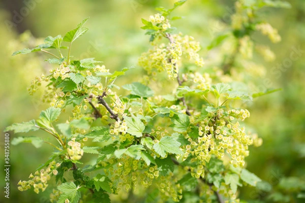 Obraz Bush of flowering currants in the spring garden. The picture is suitable as a background.