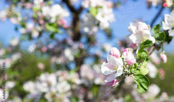 Fototapeta White and pink apple tree flowers in springtime. Blurred floral background. Apple blossom in early spring.