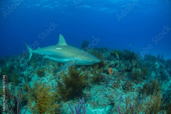 Fototapeta Sharks swimming arround