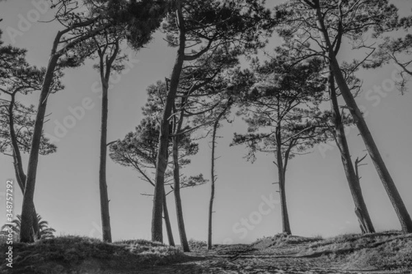 Fototapeta trees in the beach