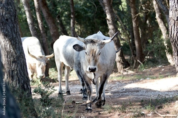 Fototapeta white cows going in the forrest