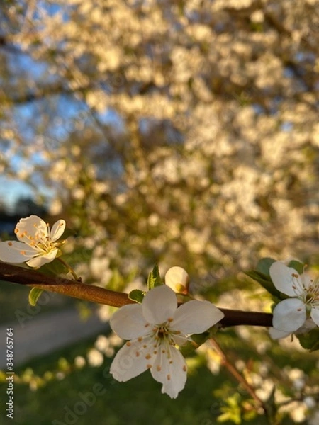 Obraz cherry blossom in spring