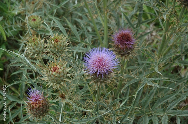 Fototapeta cardo sonriente