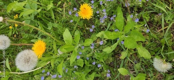 Obraz yellow spring flowers