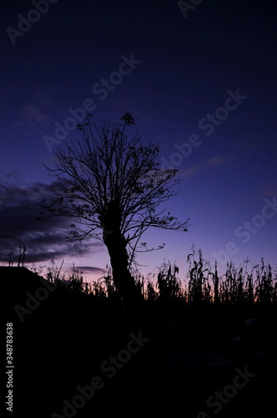 Obraz silhouette of tree