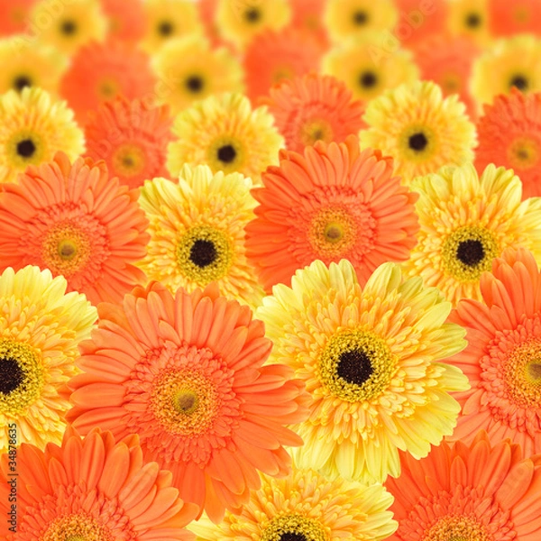 Obraz Orange and yellow daisy background
