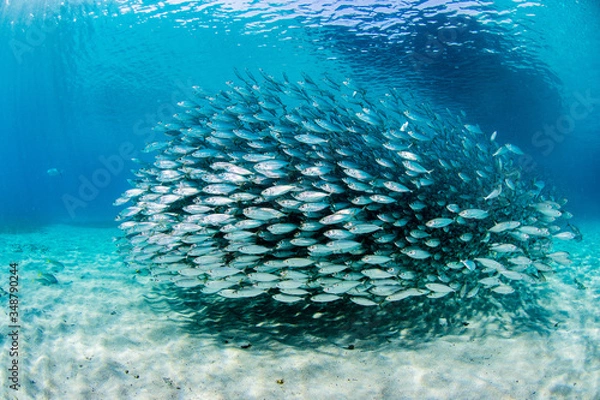 Fototapeta Fish Schools