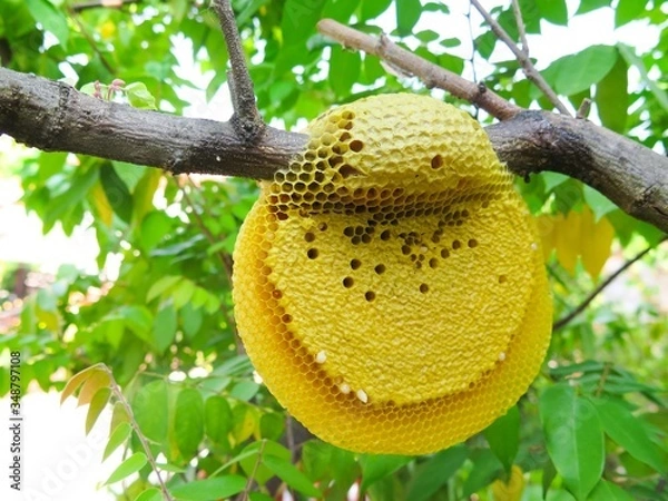 Fototapeta Honeycomb and bee on tree with green leaves background