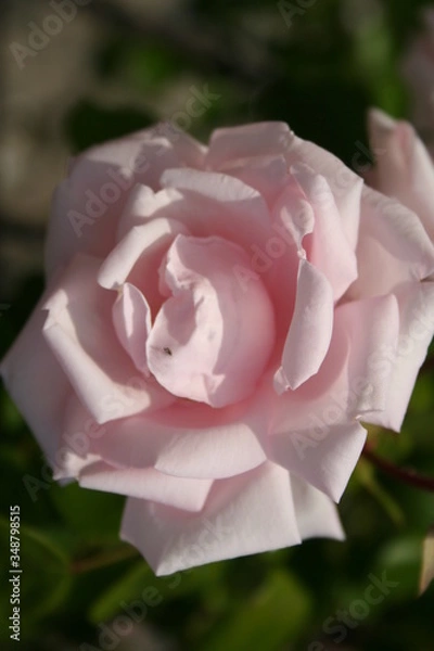 Fototapeta Rosa New Dawn