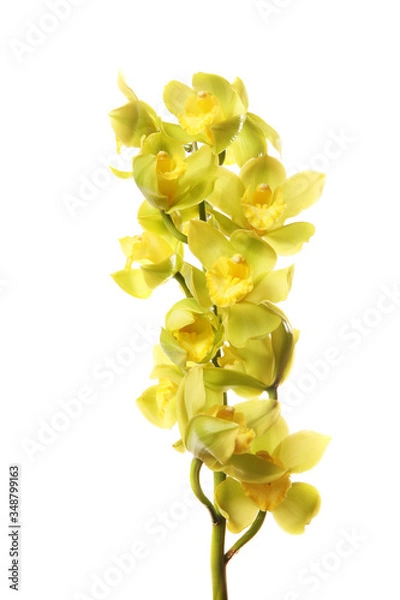 Obraz green orchid flowers with branch isolated on white background.