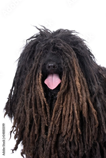 Obraz Puli on White Background