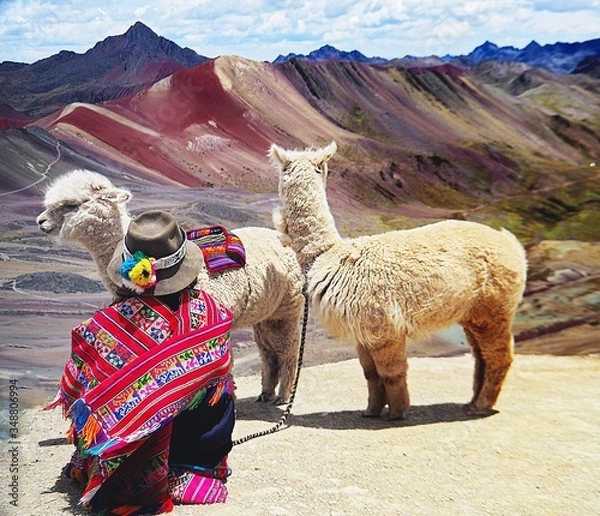 Obraz camel in the desert