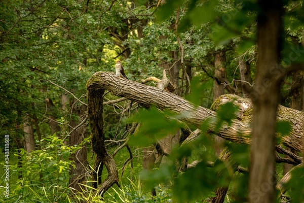 Obraz tree in the forest