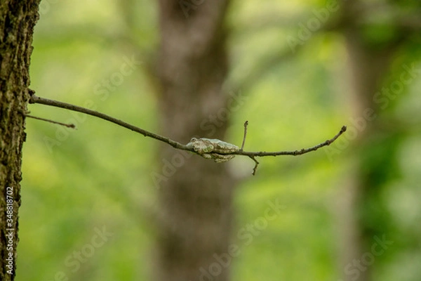 Obraz frog in tree