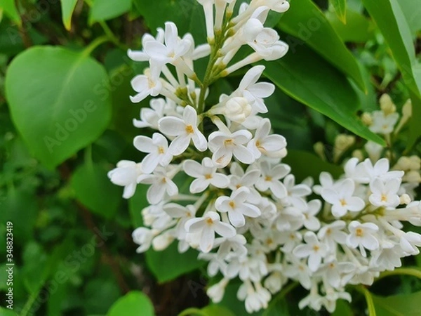 Obraz Germany Nature