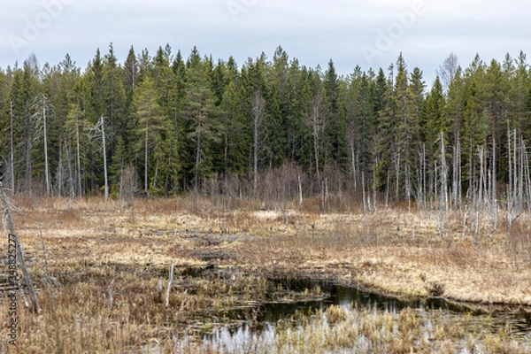 Fototapeta podmokłe bagno z wodą na tle odległego suchego lasu jodłowego