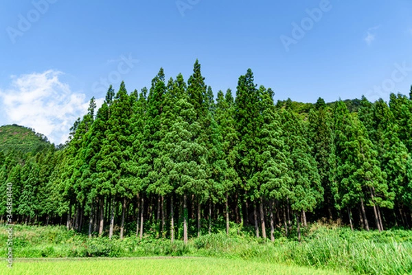 Fototapeta 【ふるさとイメージ】夏の只見駅付近の風景