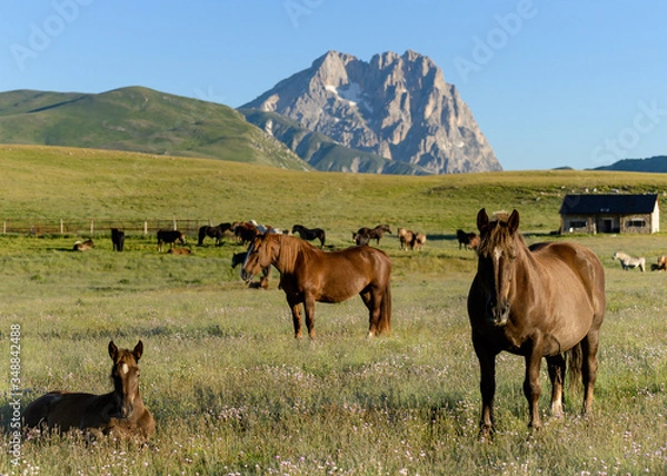 Obraz Cavalli, Campo Imperatore