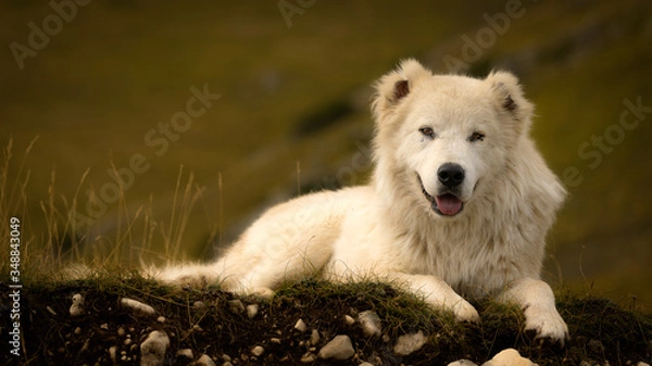 Obraz Pastore Abruzzese
