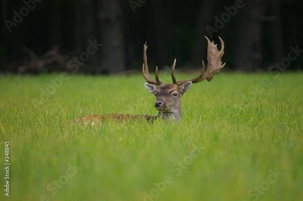 Obraz fallow-deer