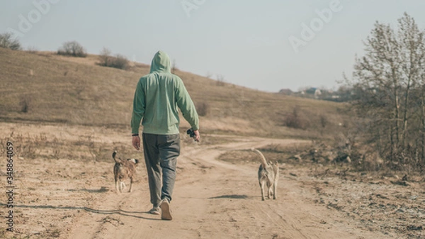 Fototapeta man walking in the countryside with two dogs