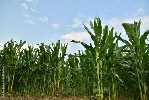 Fototapeta Corn filed in summer time