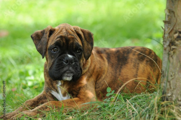 Fototapeta Boxer 224