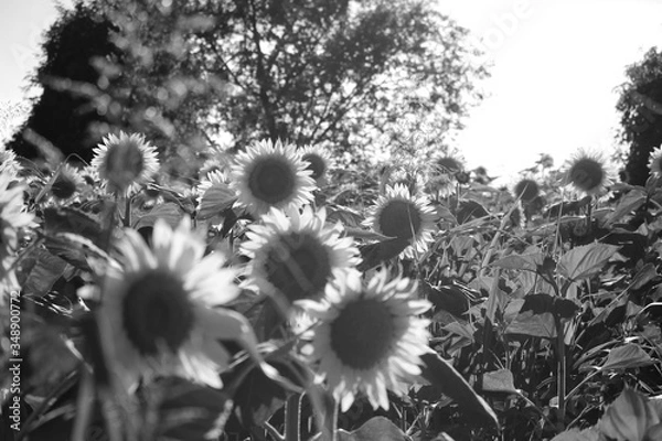 Fototapeta sunflowers