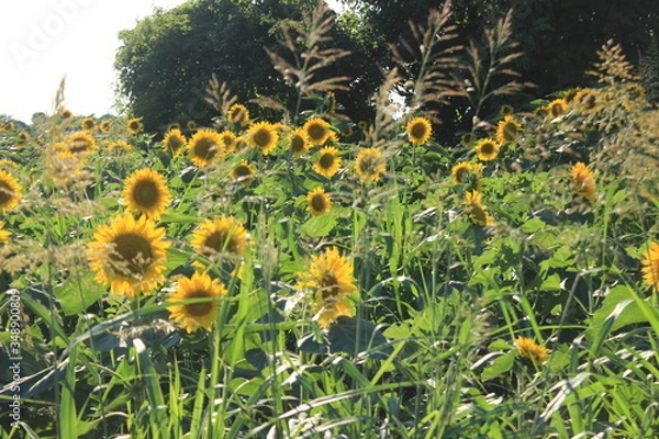 Fototapeta sunflowers