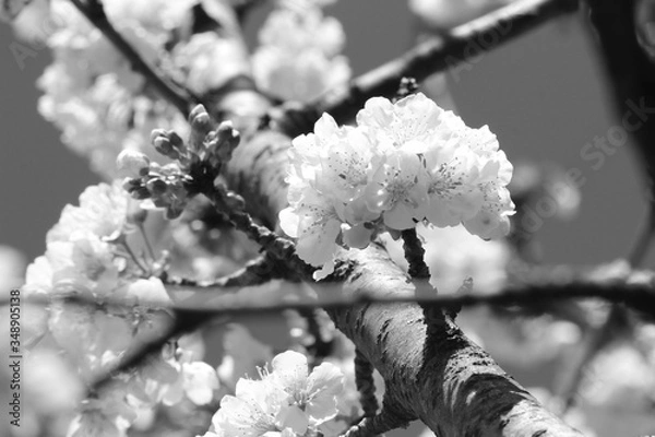 Fototapeta cherry blossoms
