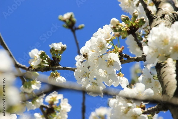 Fototapeta cherry blossoms