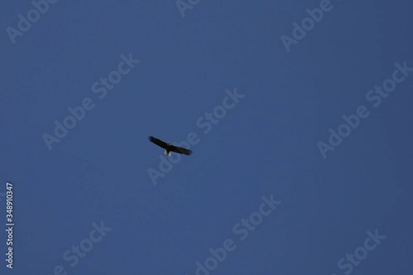 Obraz Solo Eagle in sky