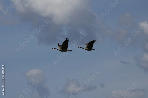 Obraz Geese flying